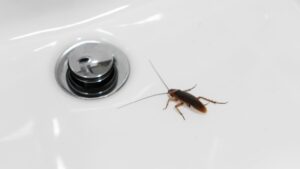 Spring Pest Control Habits to Avoid